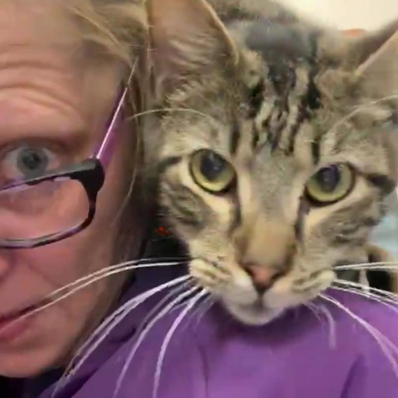 Enlarge Eddy (EF Forty Nine), a Adoptable Domestic Short Hair in Granby, MO image 3/6