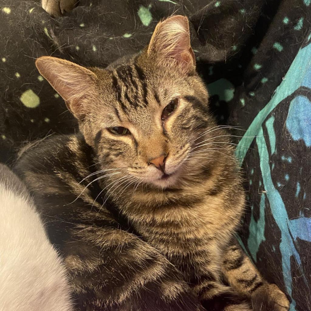 Enlarge Eddy (EF Forty Nine), a Adoptable Domestic Short Hair in Granby, MO image 5/6