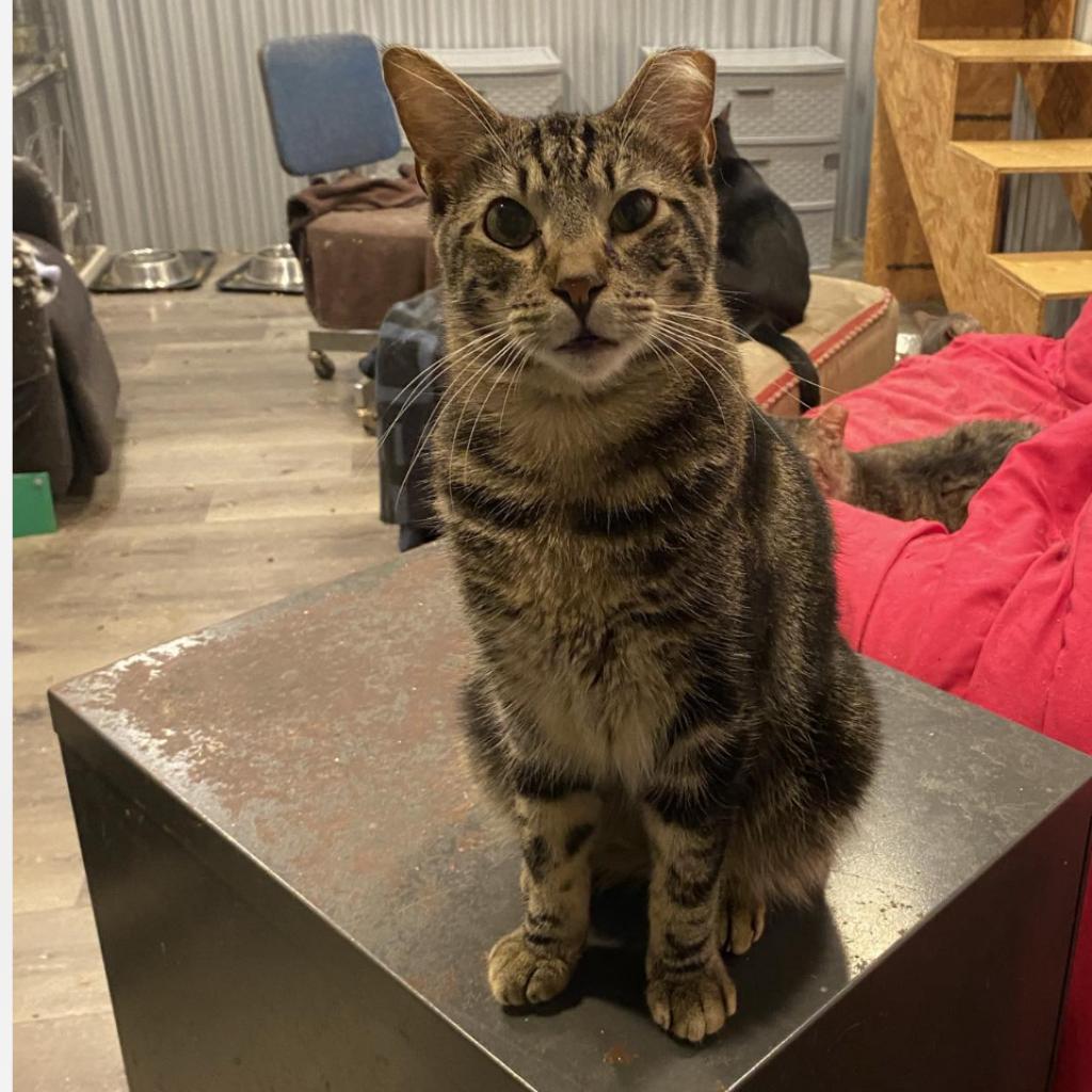 Enlarge Eddy (EF Forty Nine), a Adoptable Domestic Short Hair in Granby, MO image 6/6