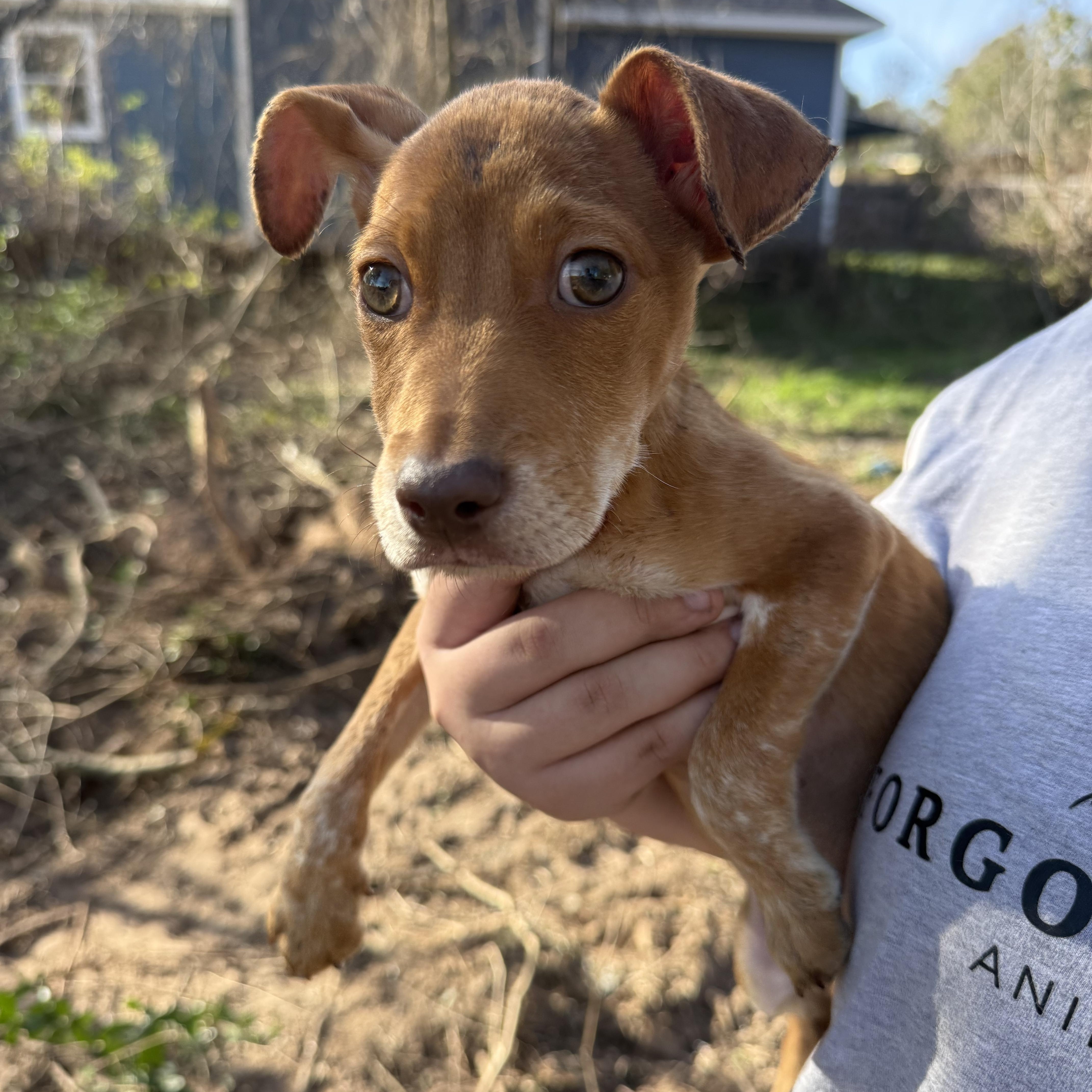 Enlarge Amber, a Adoptable mixed breed in Spring, TX image 2/5