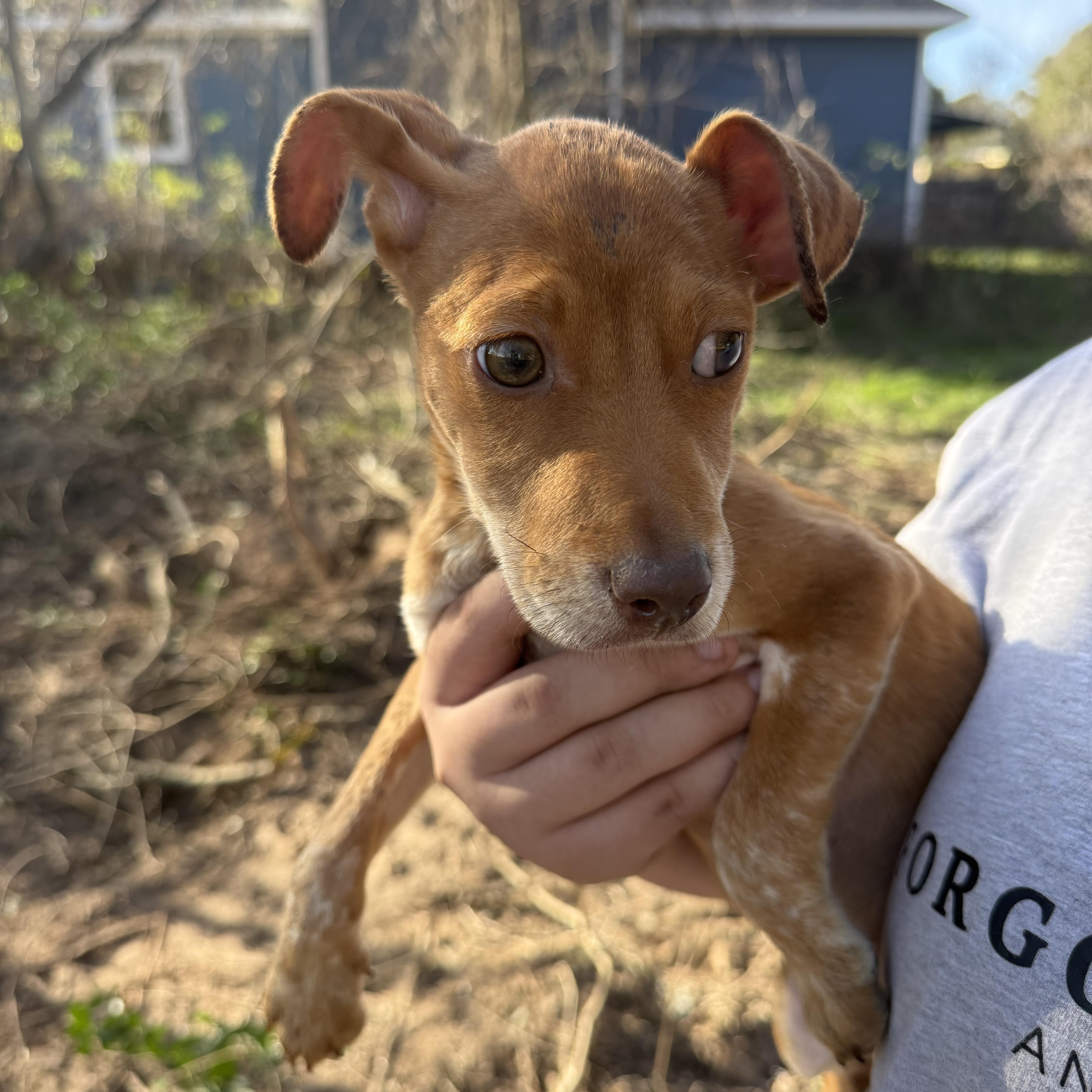 Enlarge Amber, a Adoptable mixed breed in Spring, TX image 3/5