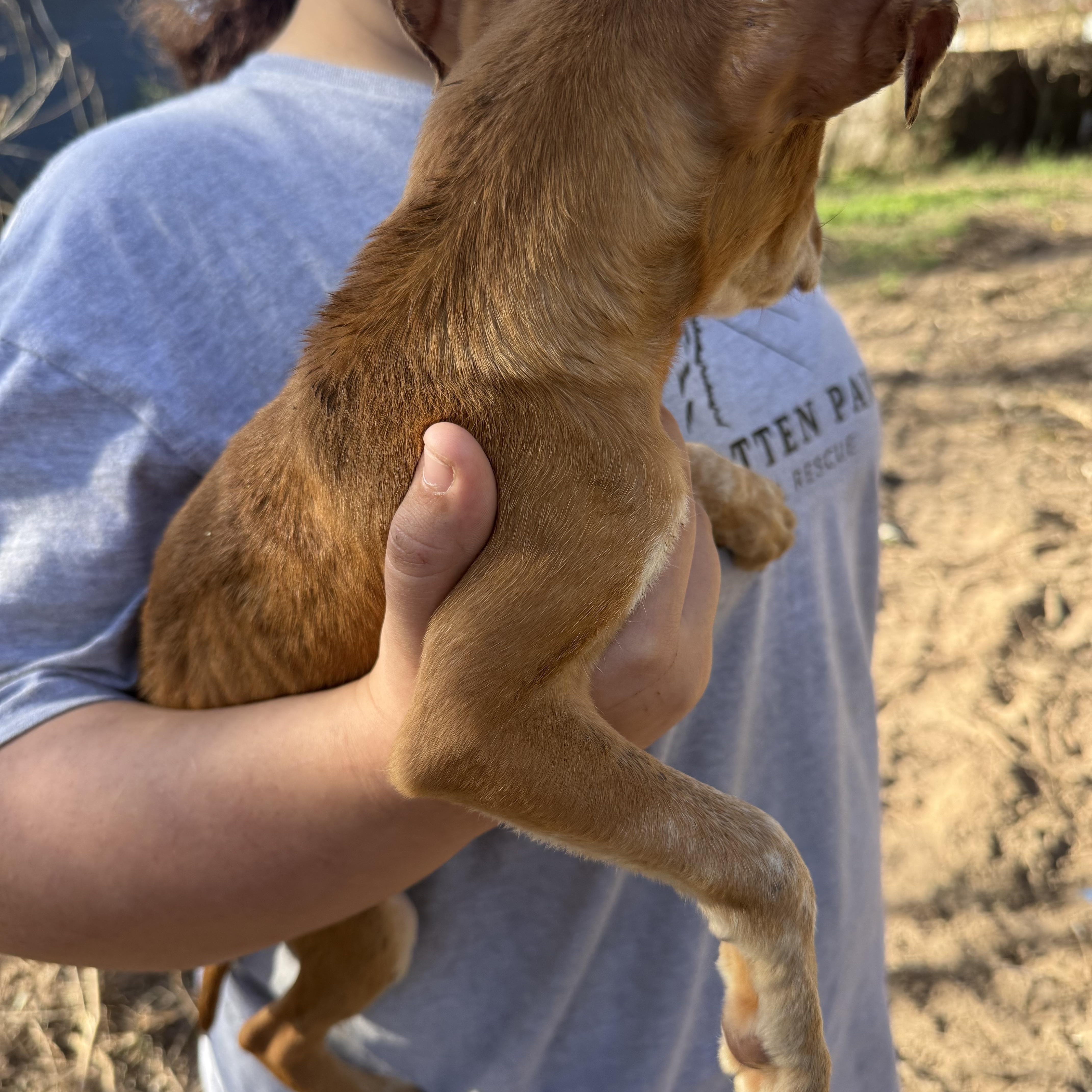 Enlarge Amber, a Adoptable mixed breed in Spring, TX image 4/5