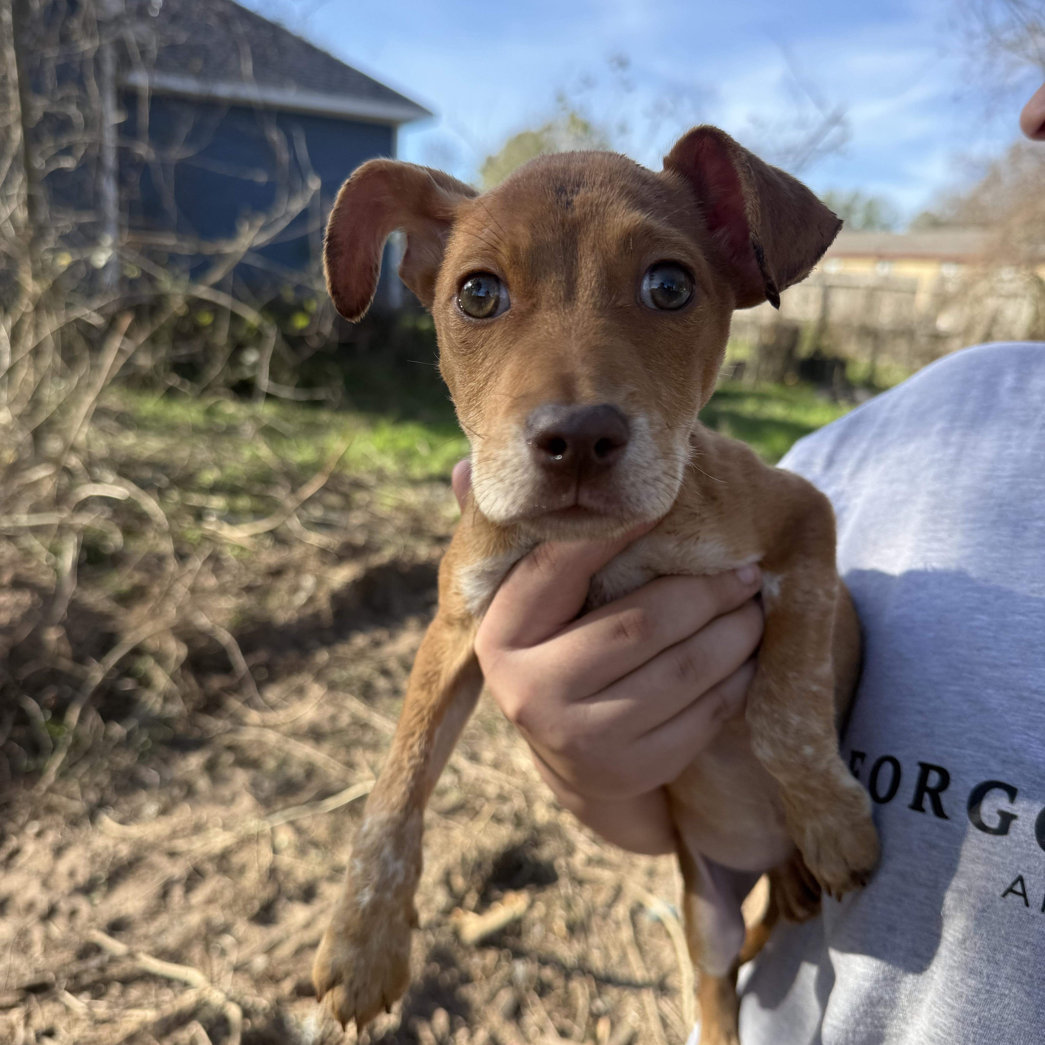 Enlarge Amber, a Adoptable mixed breed in Spring, TX image 1/5