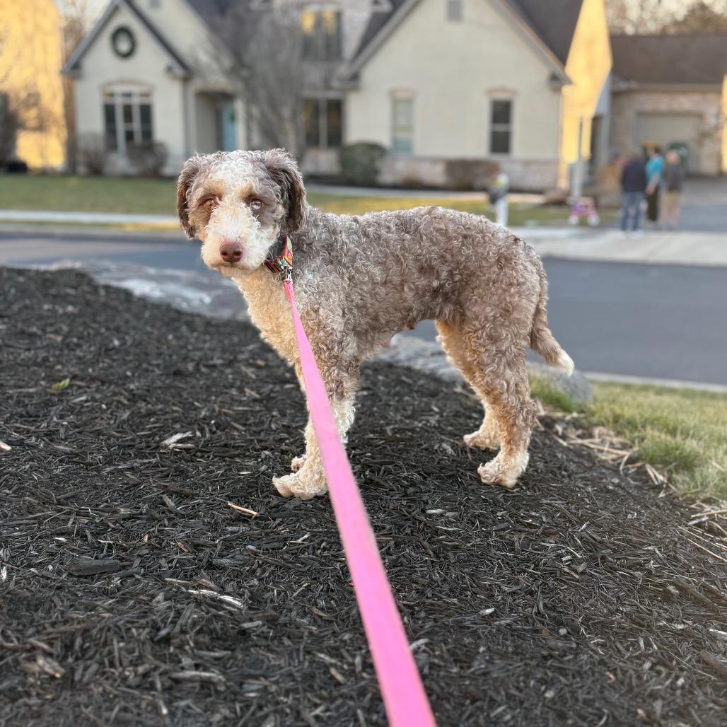 Coconut, a Adoptable mixed breed in Sinking Spring, PA image 1/6