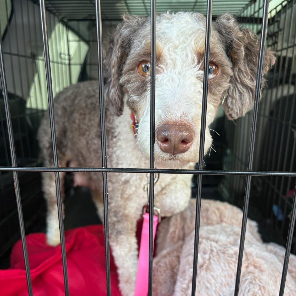 Coconut, a Adoptable mixed breed in Sinking Spring, PA image 2/6