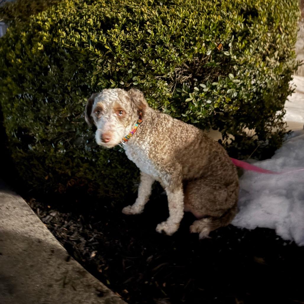 Coconut, a Adoptable mixed breed in Sinking Spring, PA image 3/6