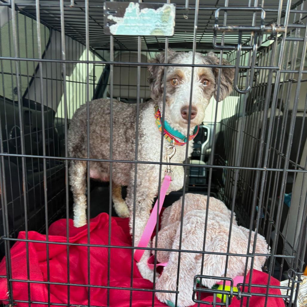 Coconut, a Adoptable mixed breed in Sinking Spring, PA image 4/6