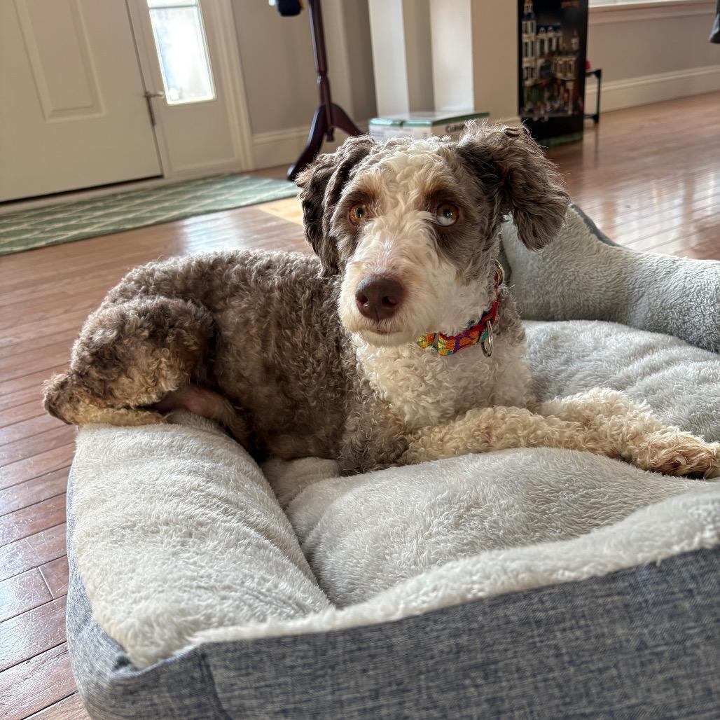 Coconut, a Adoptable mixed breed in Sinking Spring, PA image 5/6