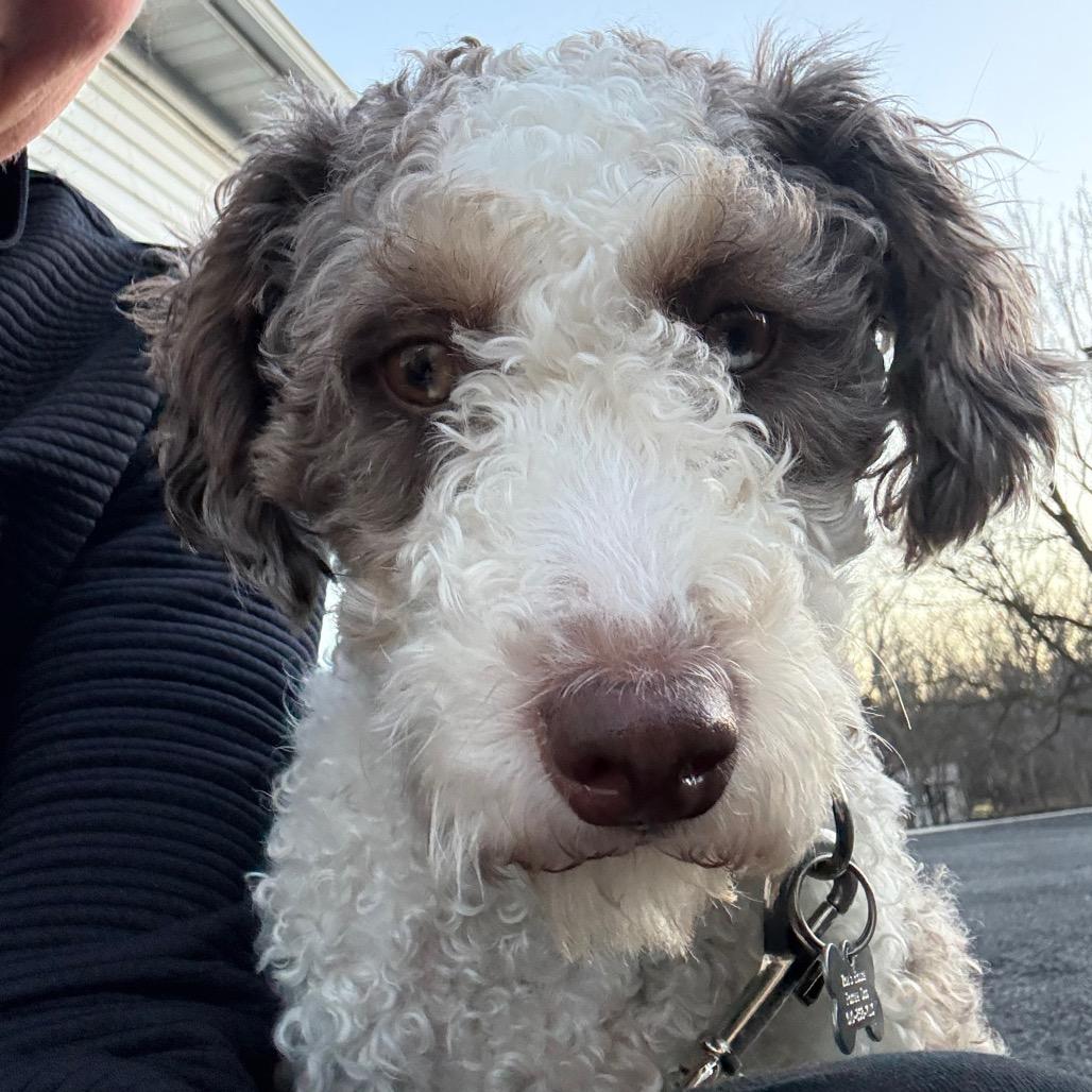 Coconut, a Adoptable mixed breed in Sinking Spring, PA image 6/6