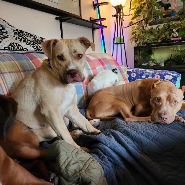 Juno Butterbean Bestie Babe