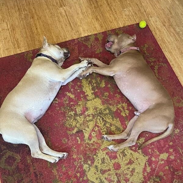 Juno Butterbean Bestie Babe — thumbnail 5