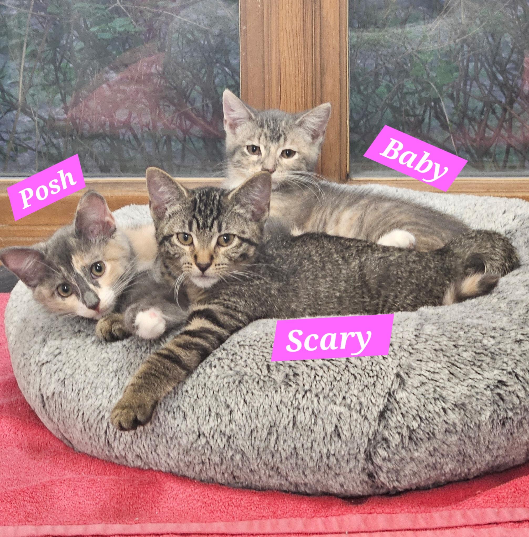 Scary & Posh, Baby Female Tabby