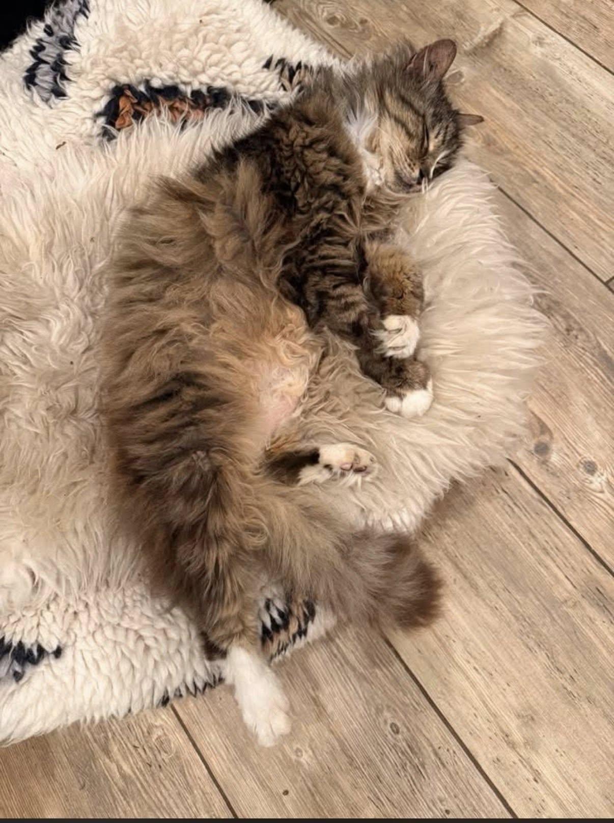 Oscar, Adoptable, Senior Male Norwegian Forest Cat.