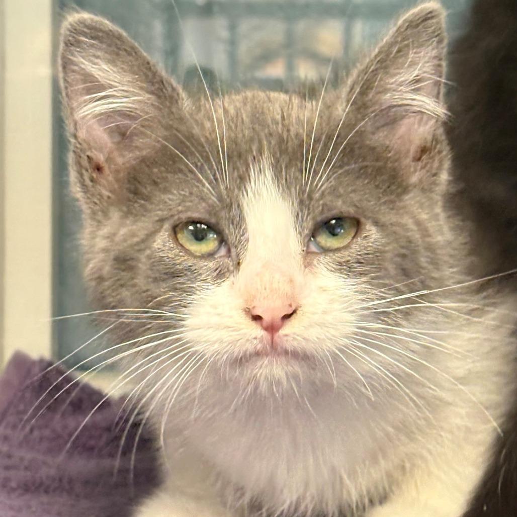 Enlarge Fauna, a Adoptable Domestic Short Hair in East Hanover, NJ image 1/2