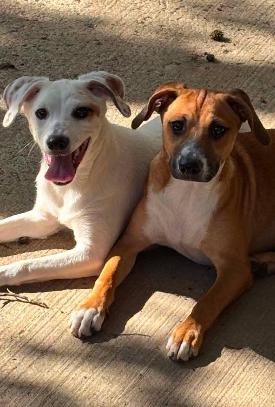 Enlarge Eva, a Adoptable mixed breed in Ashville, OH image 1/2