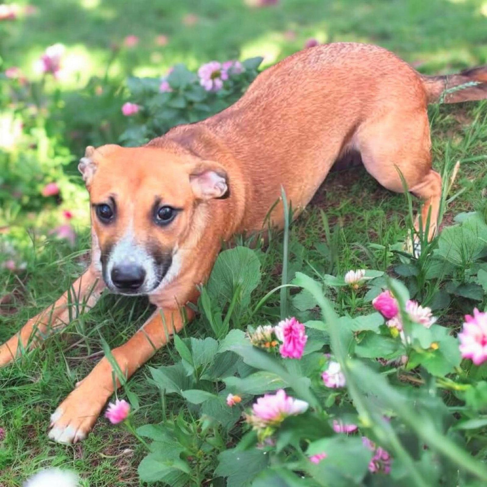 Enlarge Eva, a Adoptable mixed breed in Ashville, OH image 2/2