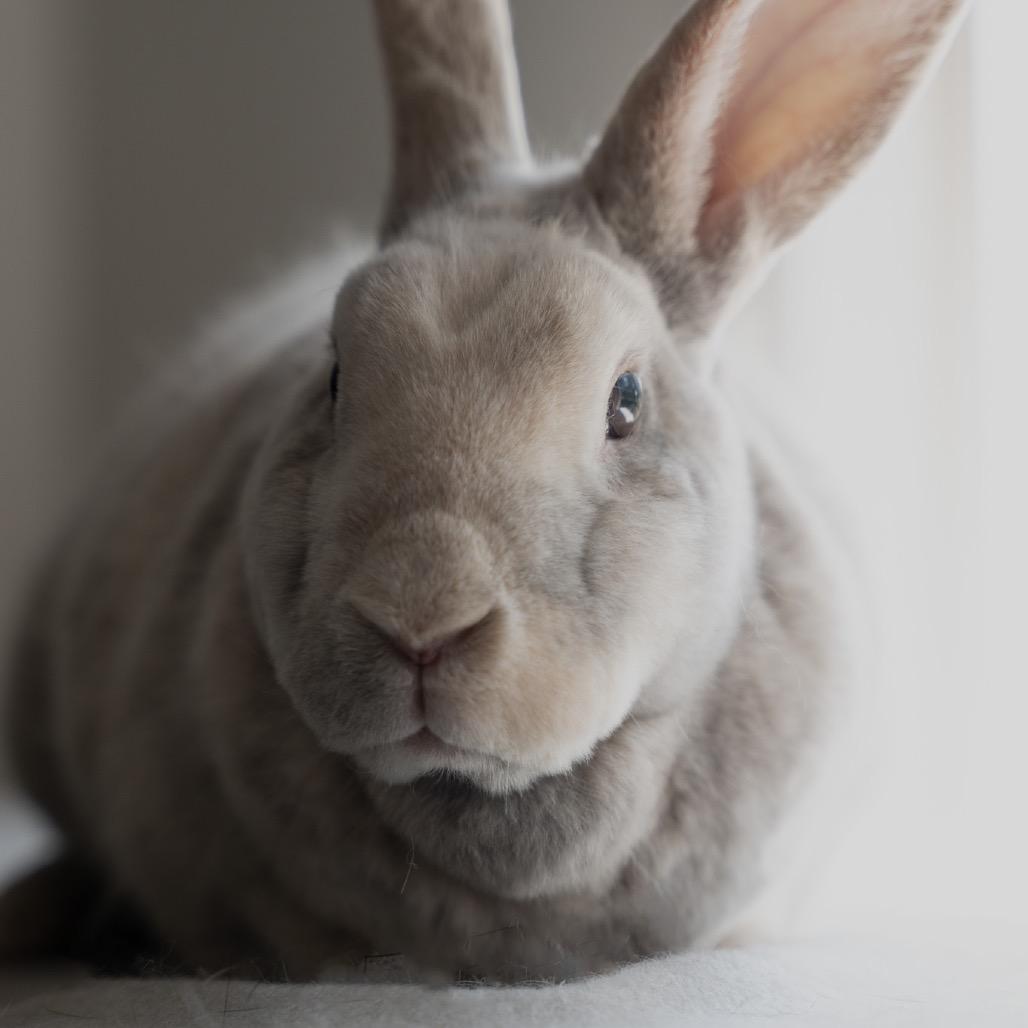 Enlarge Bambi, a Adoptable mixed breed in Kennesaw, GA image 2/2