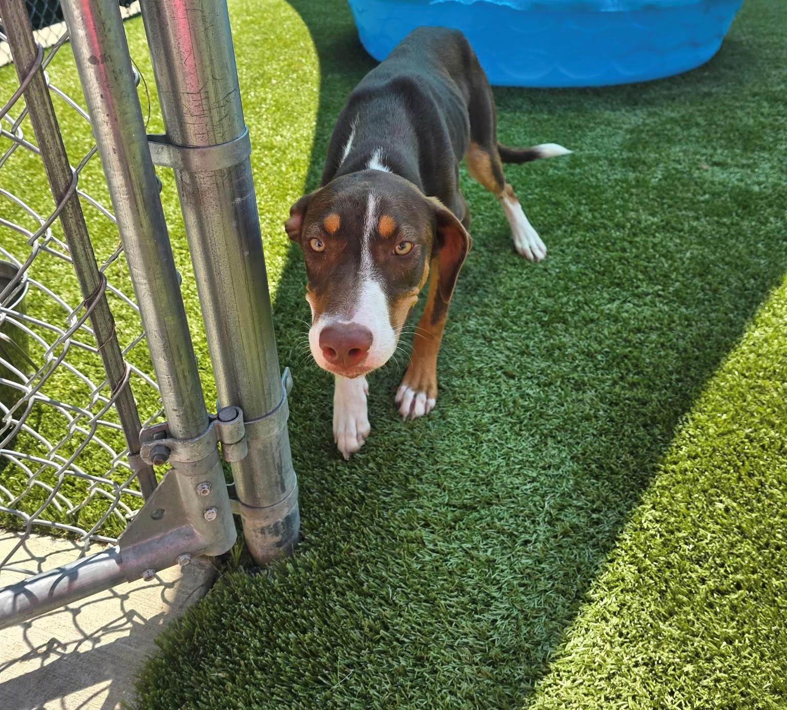 Enlarge Lyra, a ADOPTABLE mixed breed in Boonville, MO image 1/1