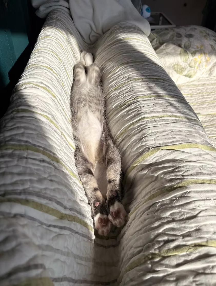 Enlarge Scribble, a ADOPTABLE Domestic Short Hair in Calgary, AB image 4/4