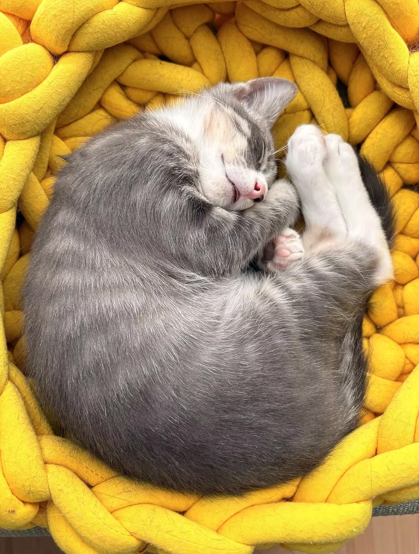 Enlarge Scribble, a ADOPTABLE Domestic Short Hair in Calgary, AB image 3/4