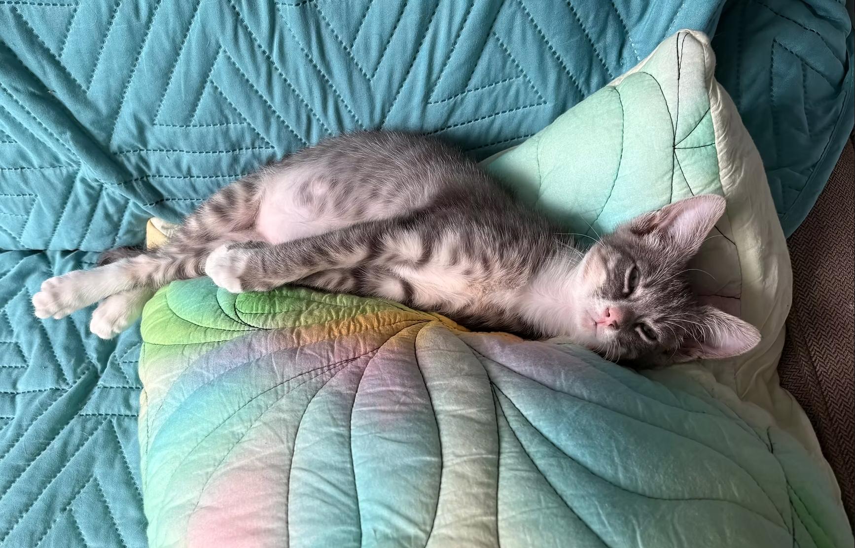 Enlarge Scribble, a ADOPTABLE Domestic Short Hair in Calgary, AB image 2/4