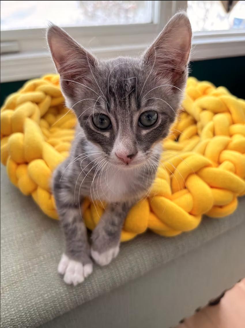 Enlarge Scribble, a ADOPTABLE Domestic Short Hair in Calgary, AB image 1/4