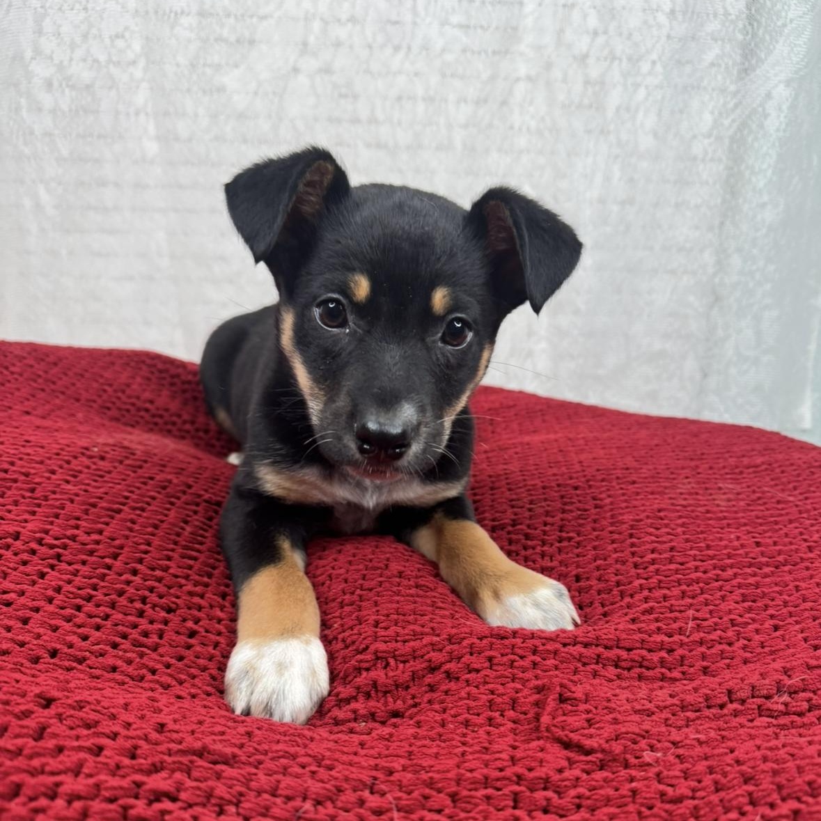 Enlarge Willa, a Adoptable mixed breed in Springfield, IL image 4/6