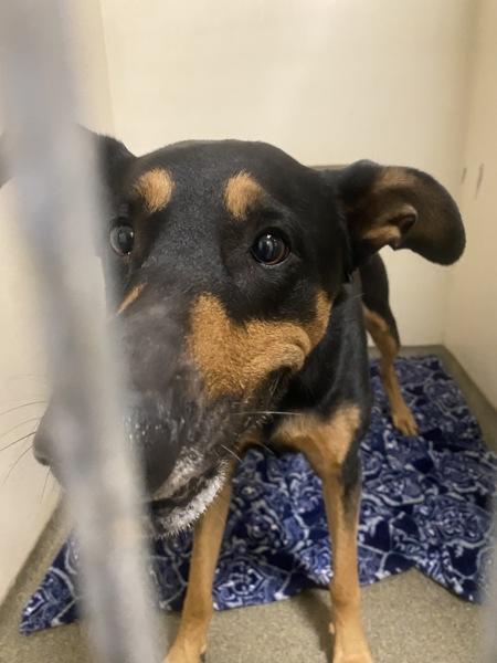 Enlarge Lenny, a Adoptable mixed breed in Vancouver, WA image 1/4