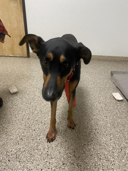 Enlarge Lenny, a Adoptable mixed breed in Vancouver, WA image 2/4