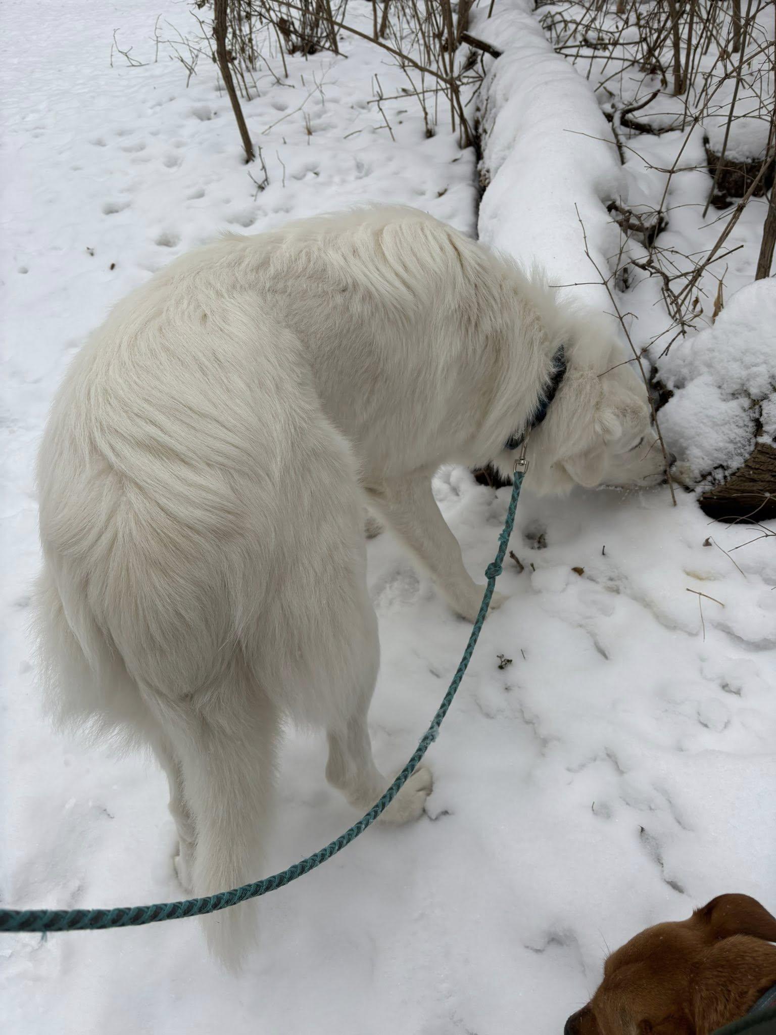 Enlarge Oscar, an adopted mixed breed in St Catharines, ON image 5/5