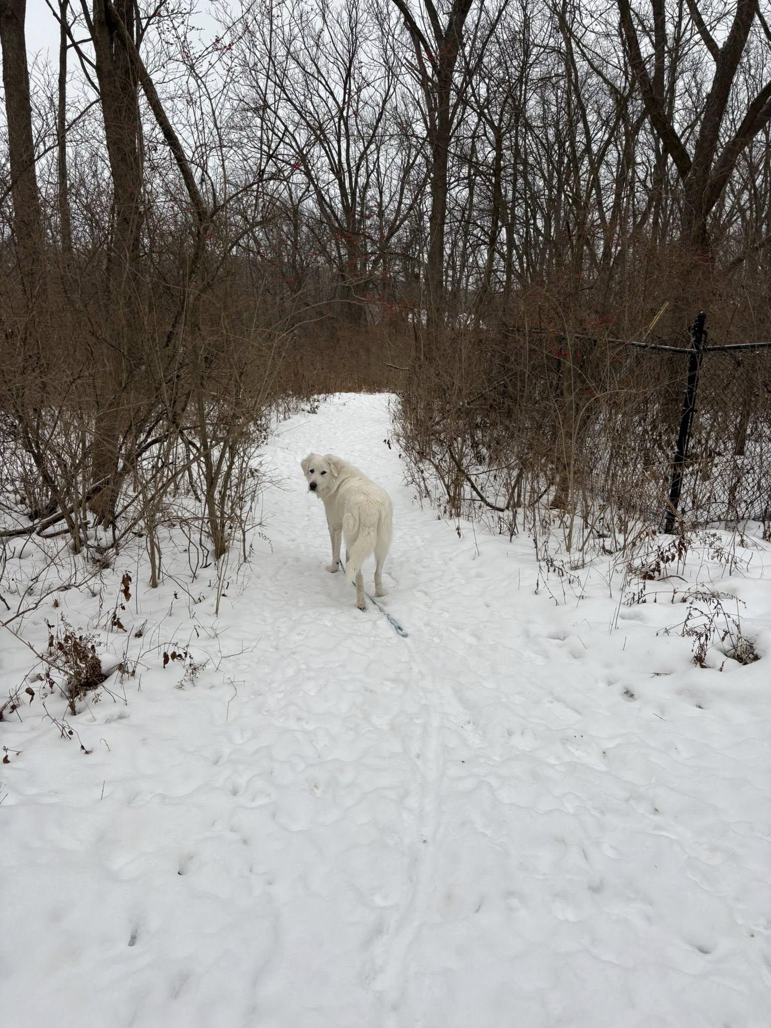 Enlarge Oscar, an adopted mixed breed in St Catharines, ON image 3/5