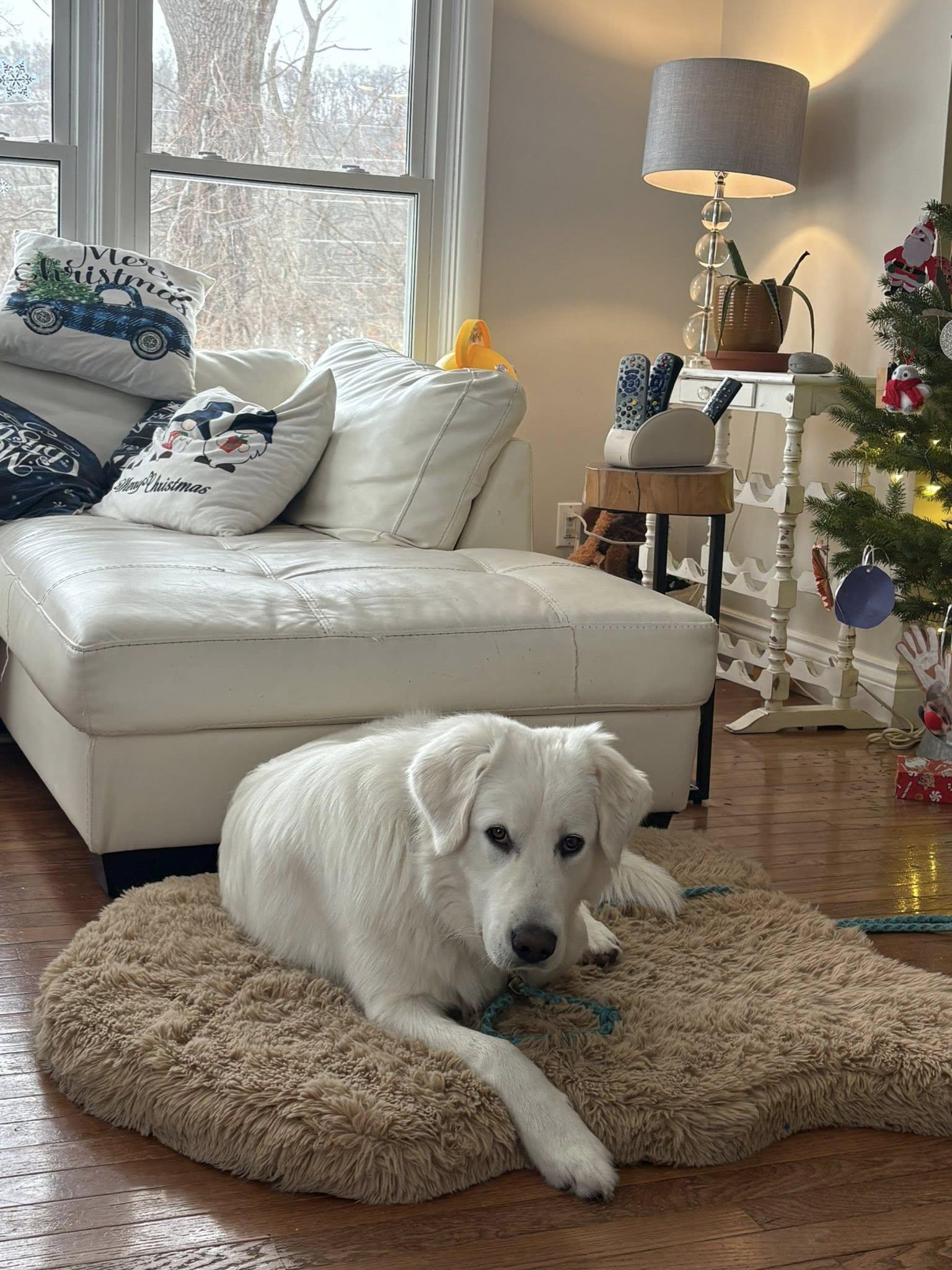 Enlarge Oscar, an adopted mixed breed in St Catharines, ON image 4/5