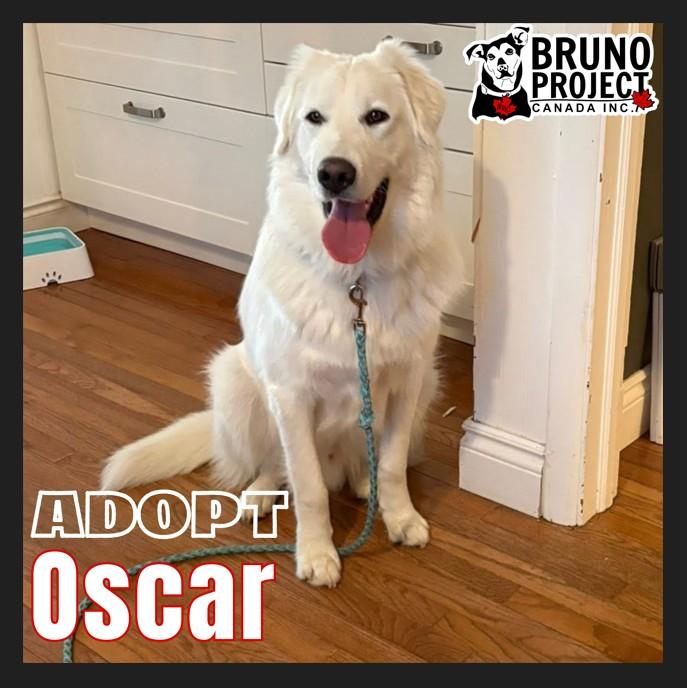 Oscar, ADOPTABLE, Young Male Maremma Sheepdog.