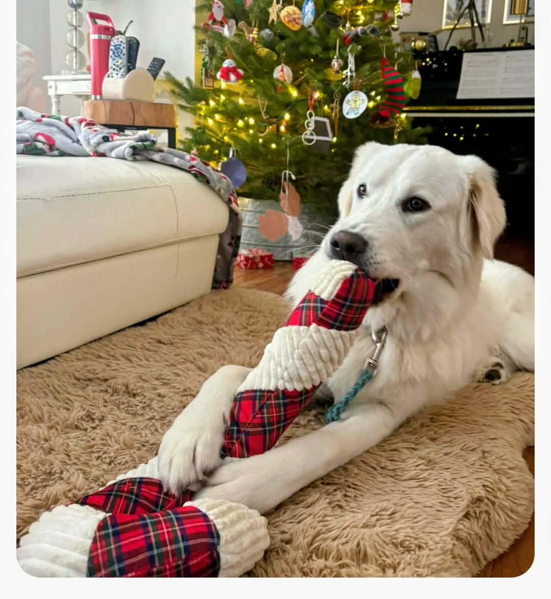 Enlarge Oscar, an adopted mixed breed in St Catharines, ON image 2/5