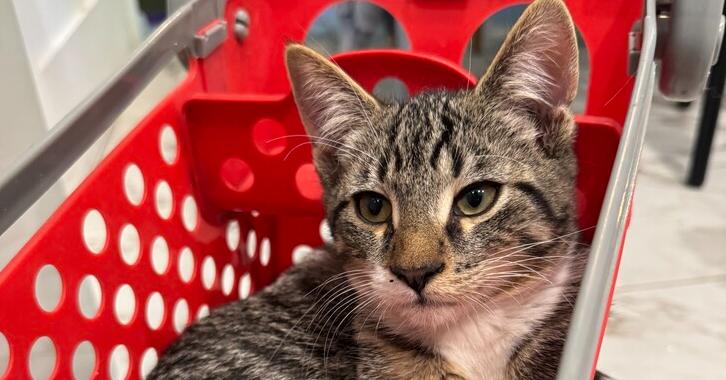 Enlarge Bertil, a Adoptable Domestic Short Hair in Ronkonkoma, NY image 1/5