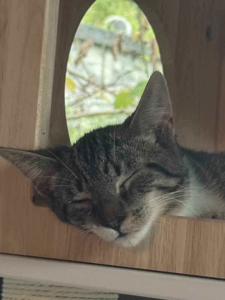 Enlarge Bertil, a Adoptable Domestic Short Hair in Ronkonkoma, NY image 2/5