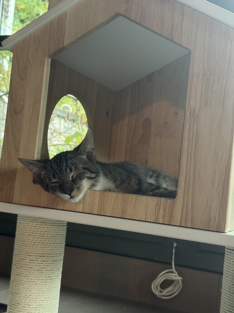 Enlarge Bertil, a Adoptable Domestic Short Hair in Ronkonkoma, NY image 3/5