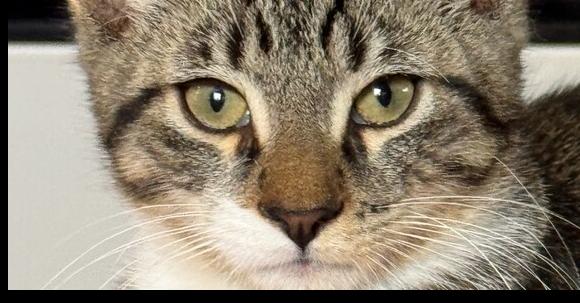 Enlarge Bertil, a Adoptable Domestic Short Hair in Ronkonkoma, NY image 5/5