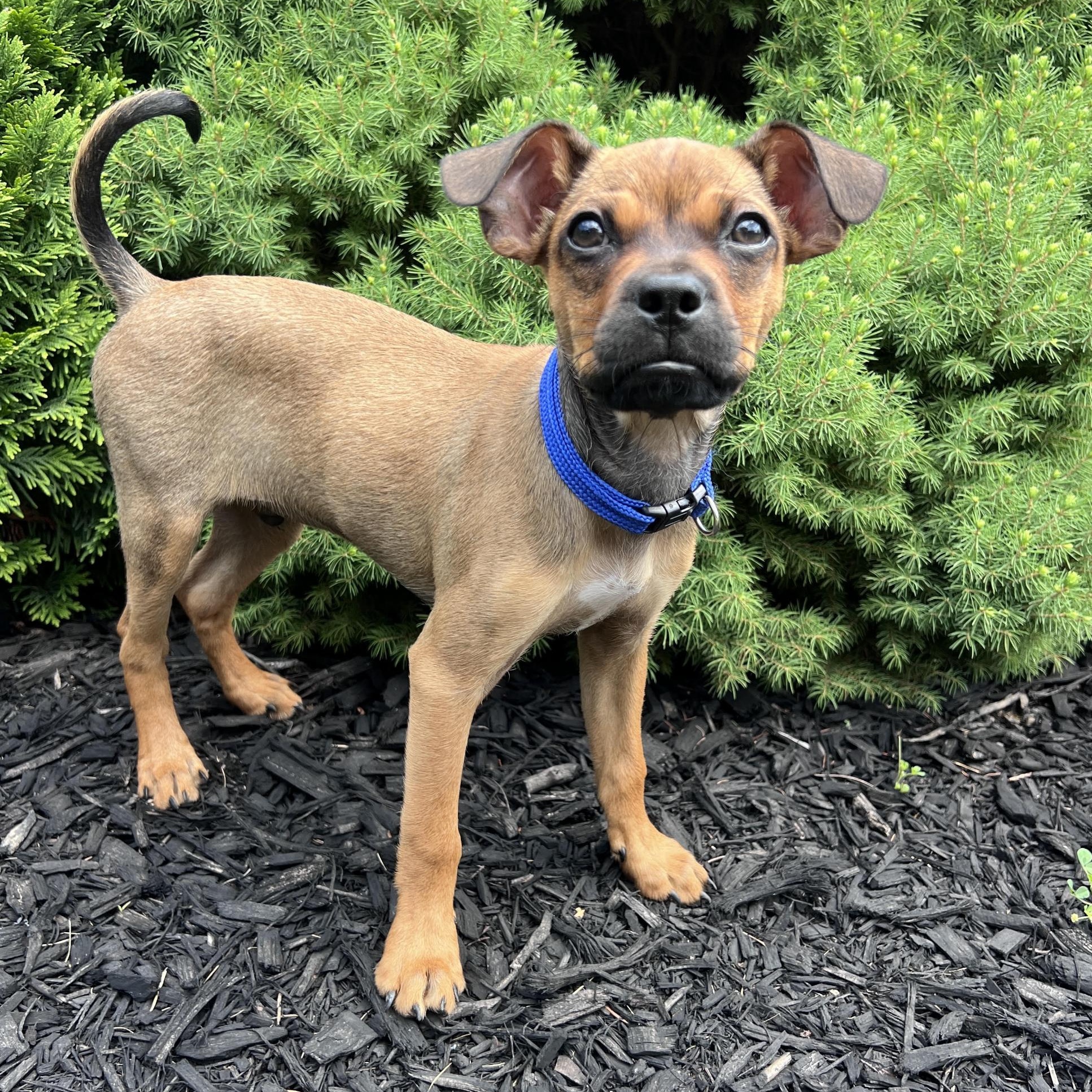 Diego, ADOPTABLE, Puppy Male Boston Terrier & French Bulldog.