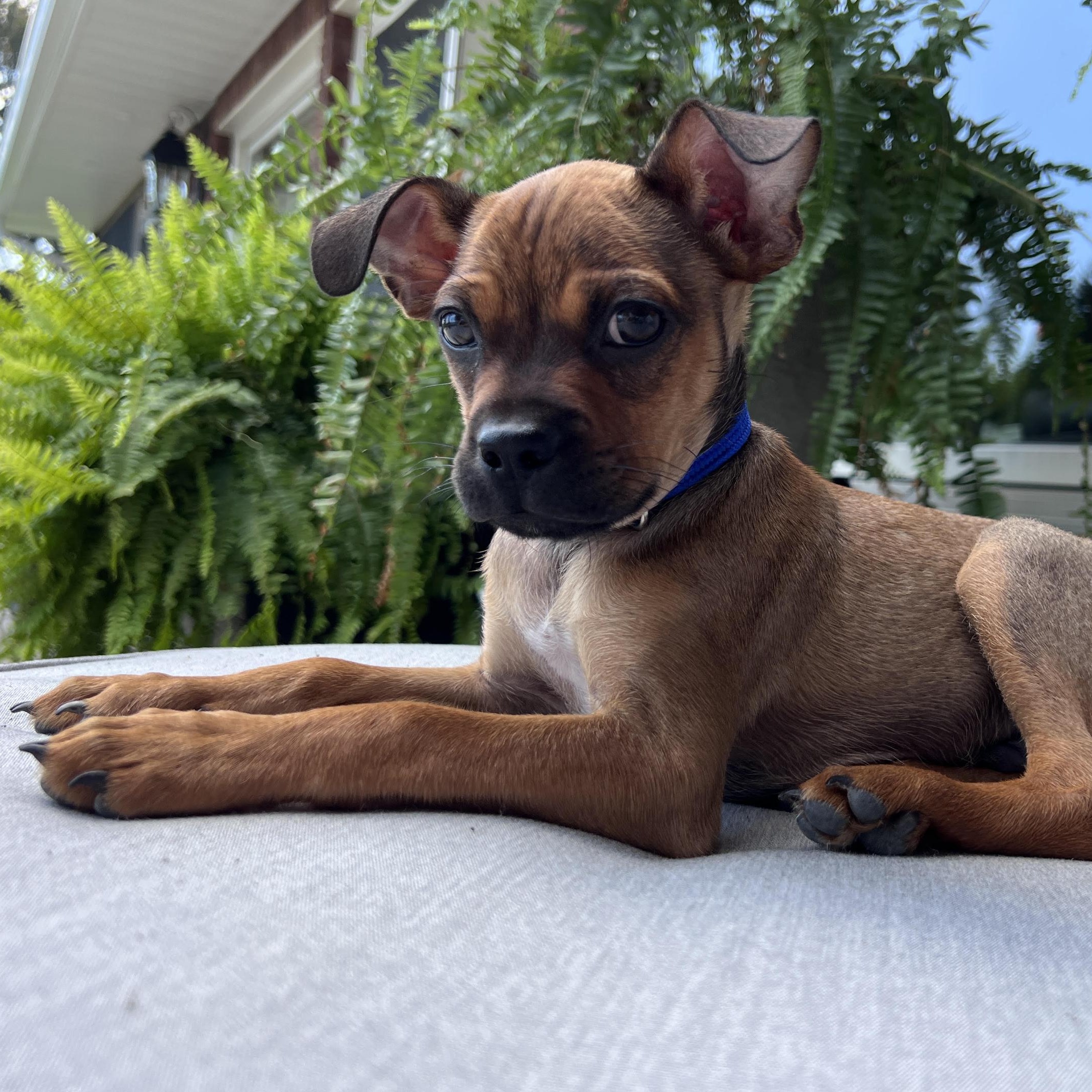 Diego, a ADOPTABLE mixed breed in Scarborough, ON image 5/6