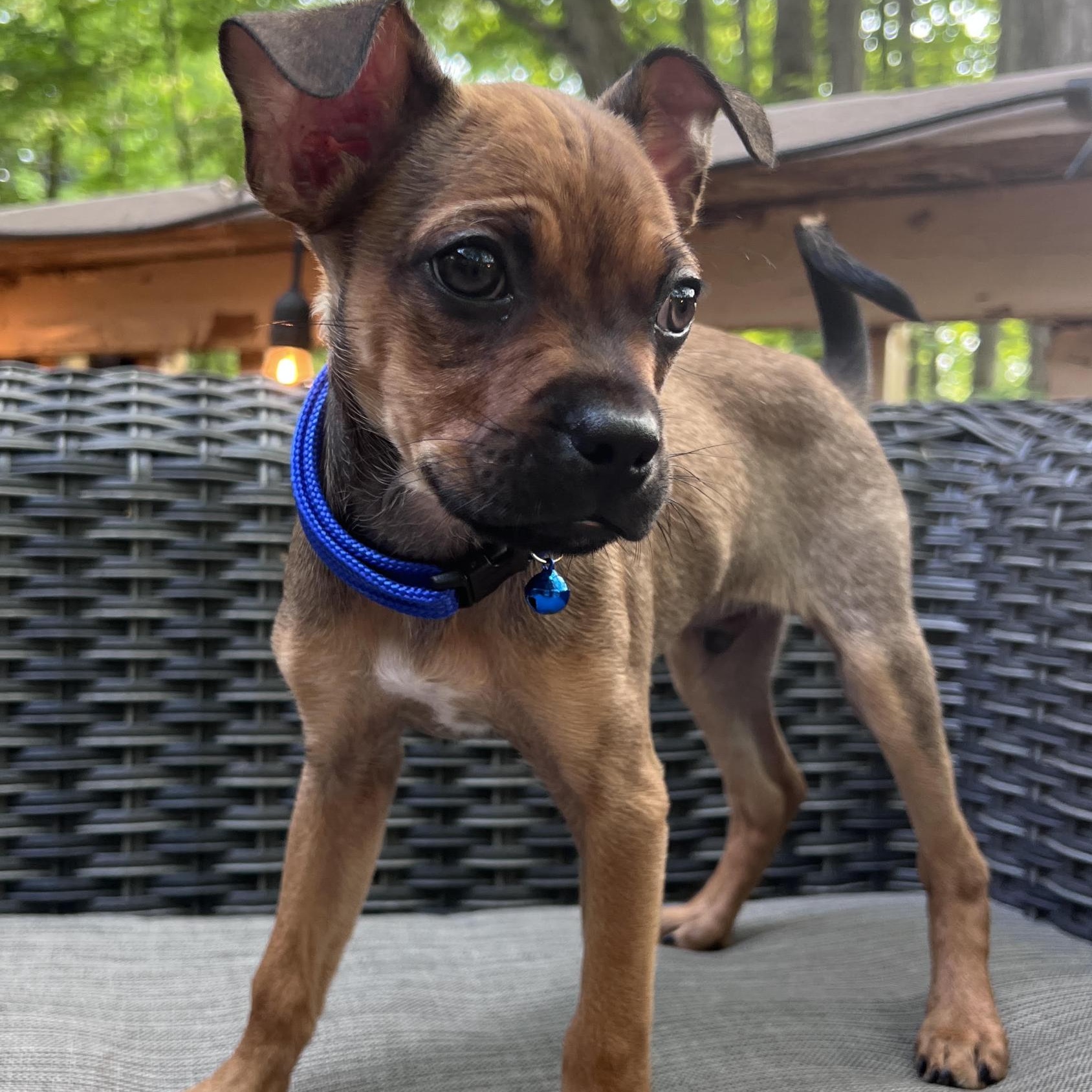 Diego, a ADOPTABLE mixed breed in Scarborough, ON image 2/6