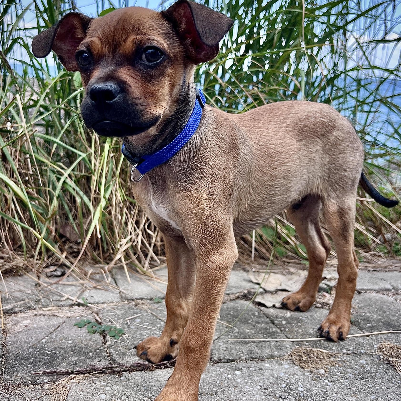 Diego, a ADOPTABLE mixed breed in Scarborough, ON image 3/6