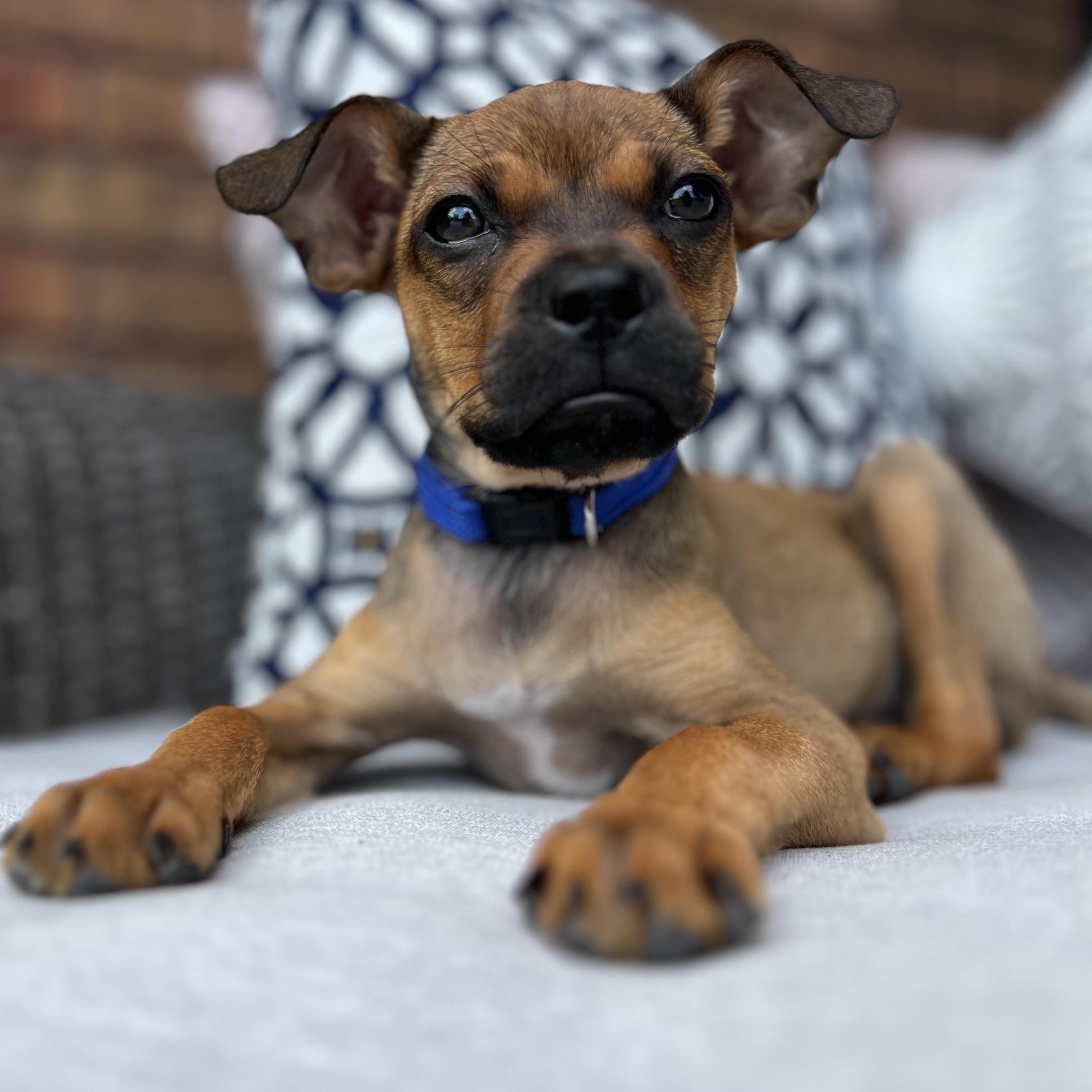 Diego, a ADOPTABLE mixed breed in Scarborough, ON image 4/6