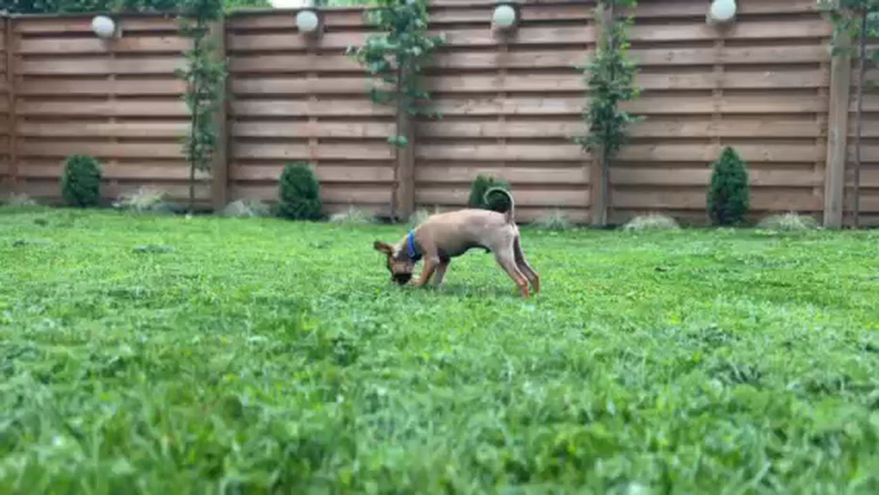 Enlarge Diego, a ADOPTABLE mixed breed in Scarborough, ON video 6/6