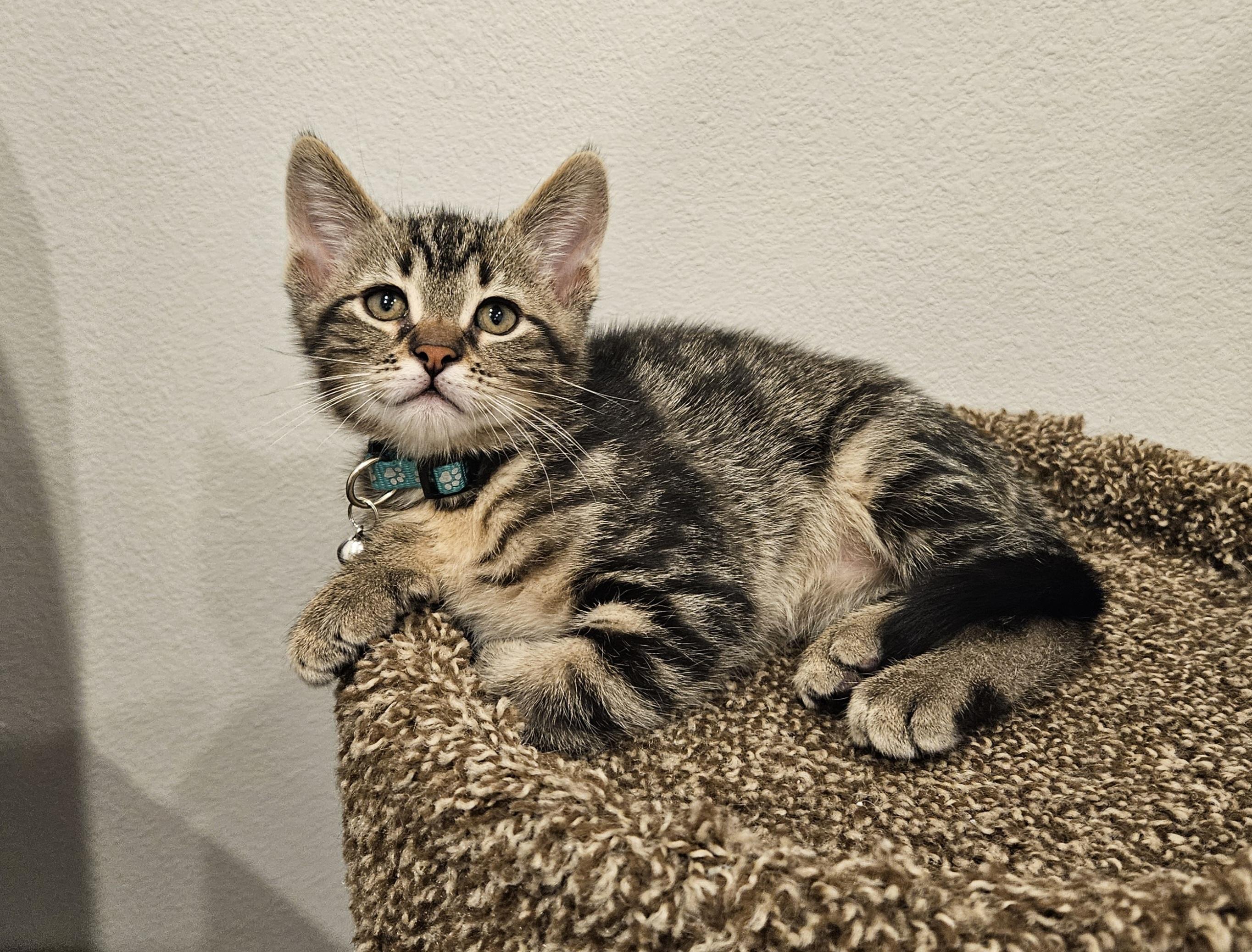 Miny, an adopted Domestic Short Hair in Stoughton, WI image 1/6