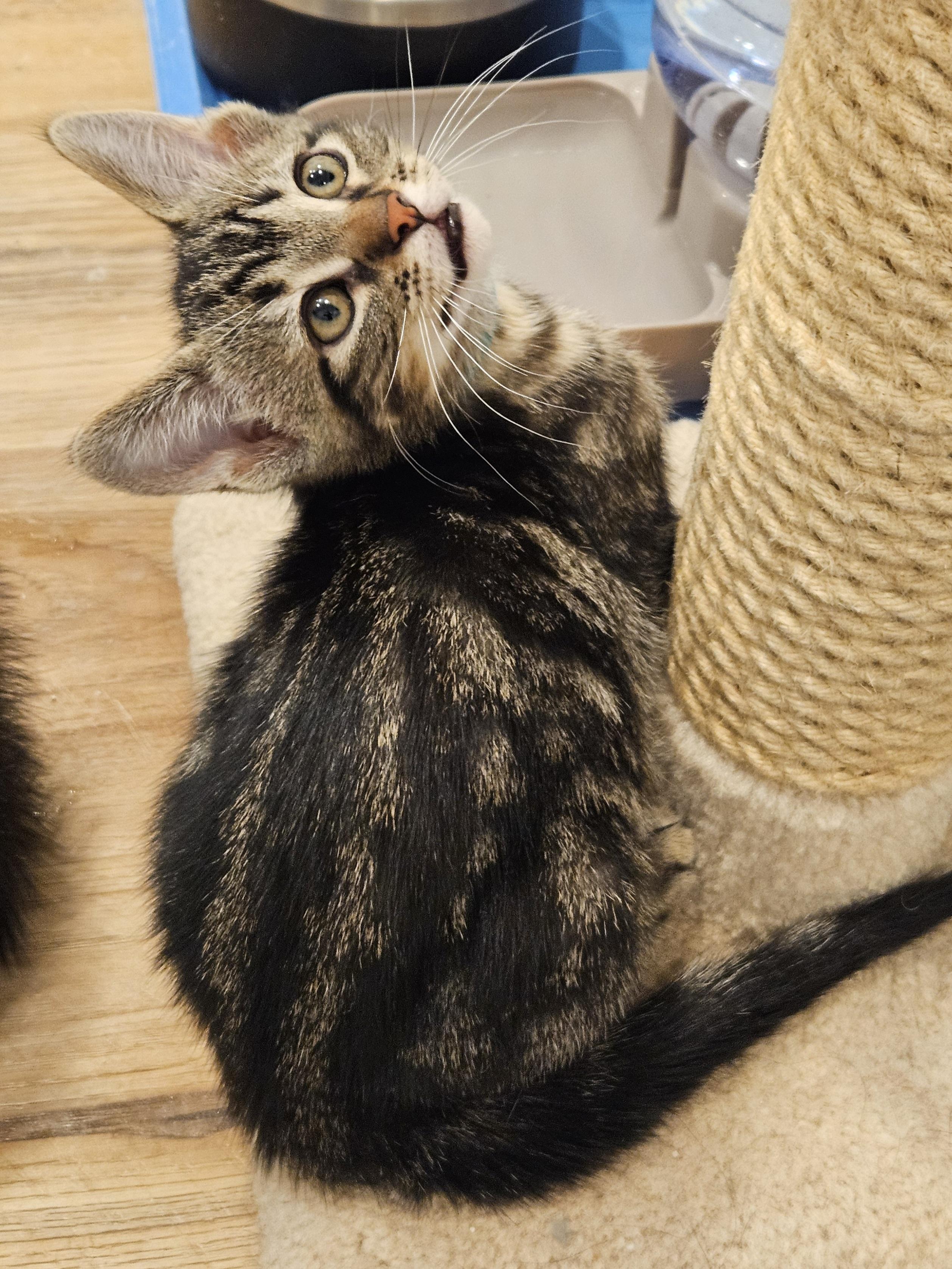 Miny, an adopted Domestic Short Hair in Stoughton, WI image 3/6