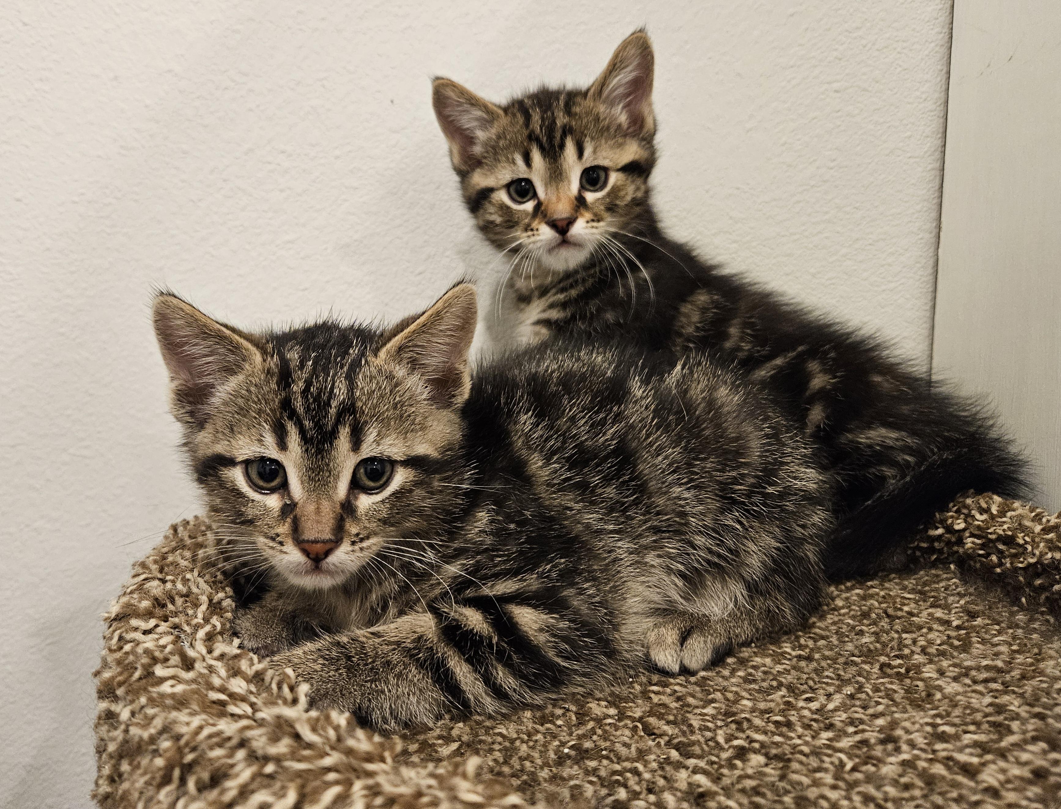 Miny, an adopted Domestic Short Hair in Stoughton, WI image 6/6