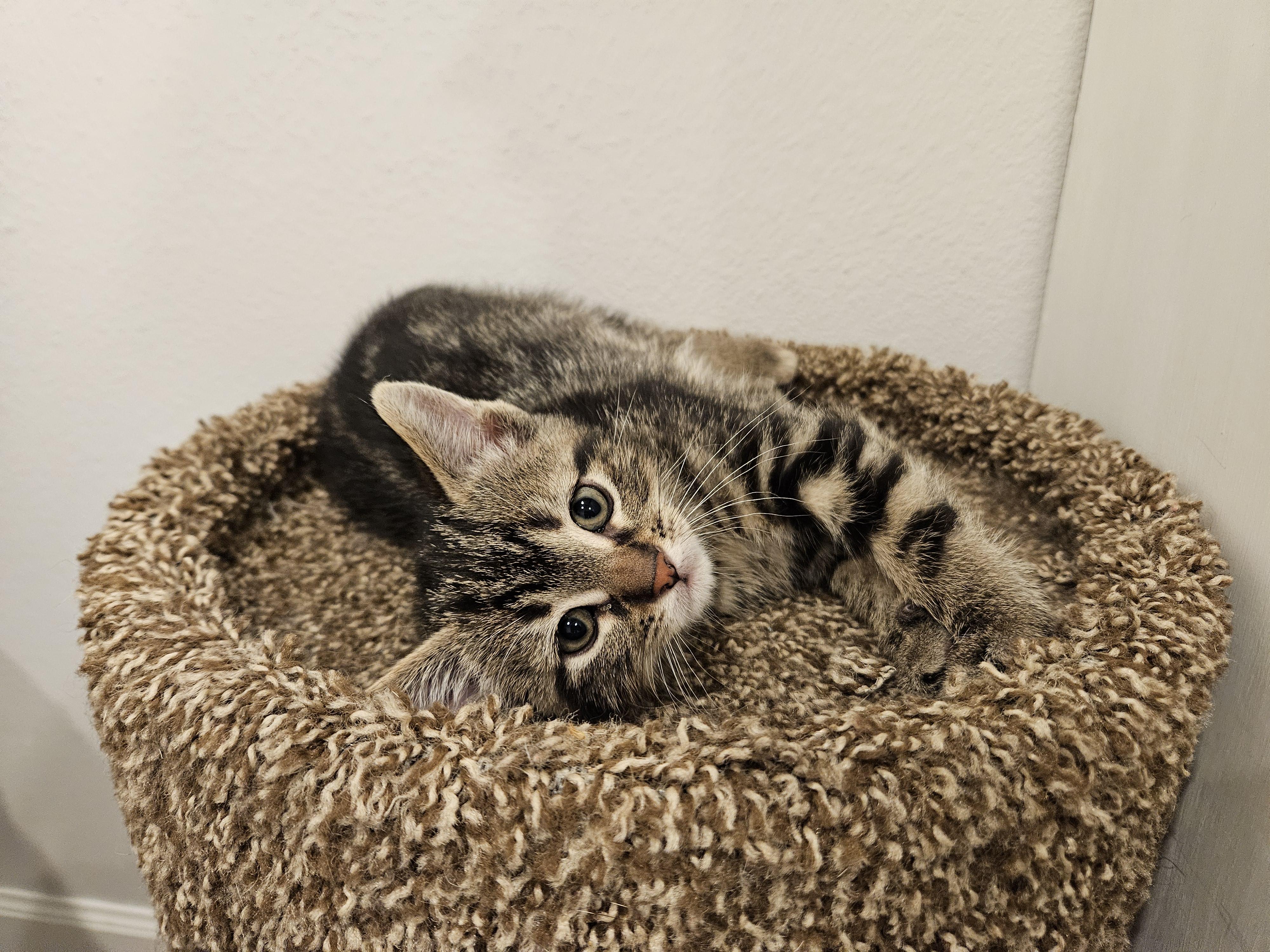 Miny, an adopted Domestic Short Hair in Stoughton, WI image 4/6