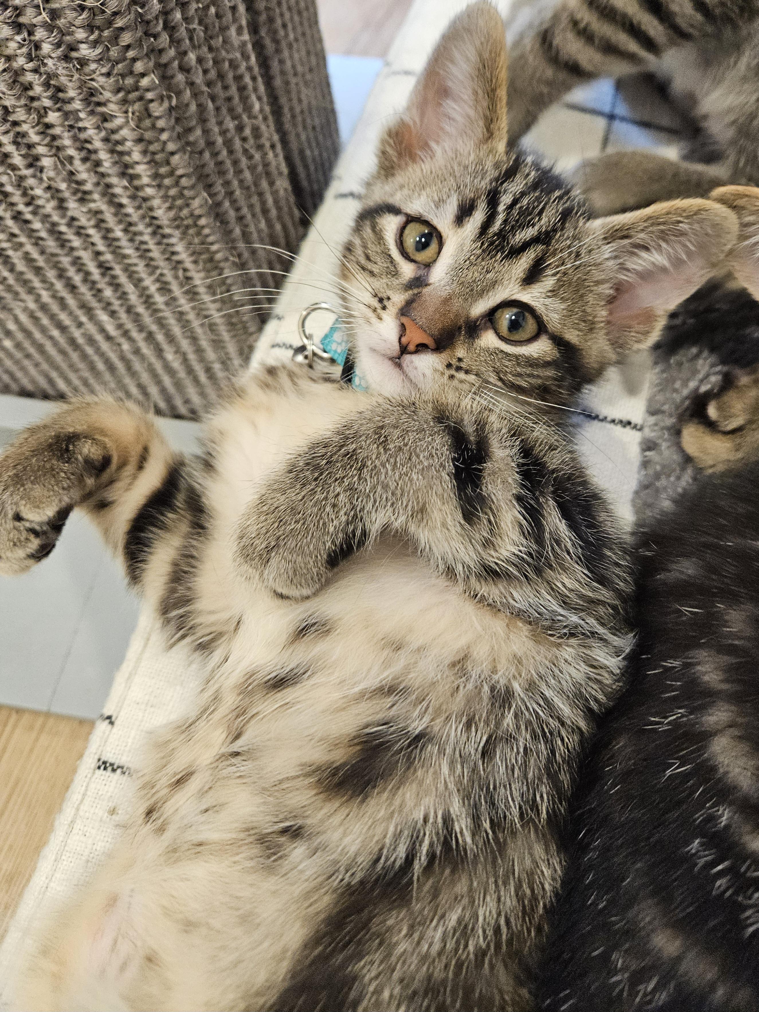 Miny, an adopted Domestic Short Hair in Stoughton, WI image 2/6