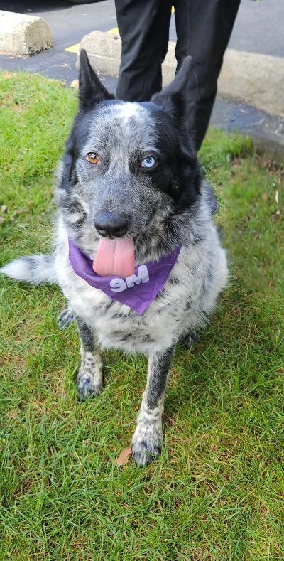 Smokey-Adopted!, Adopted, Adult Male Cattle Dog & Shepherd.
